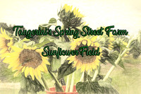 Tangerini Spring Street  Farm's Sunflowers  8.28.20 8.30.20