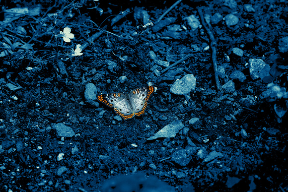 IMG_0694 no Titlec Butterfly